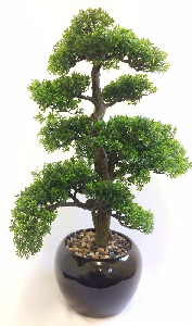 Bonsai Trees