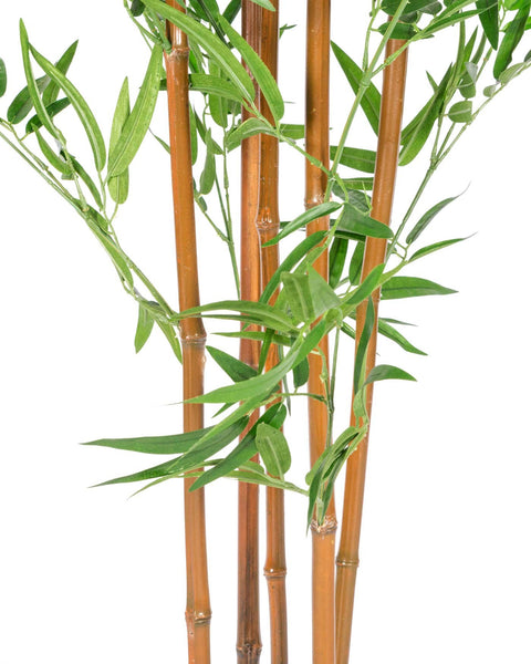 5 feet Bamboo Trees