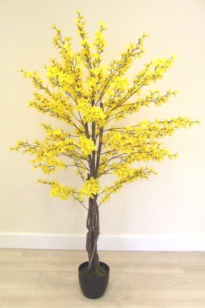 Forsythia 5 feet Yellow  Blossom Trees