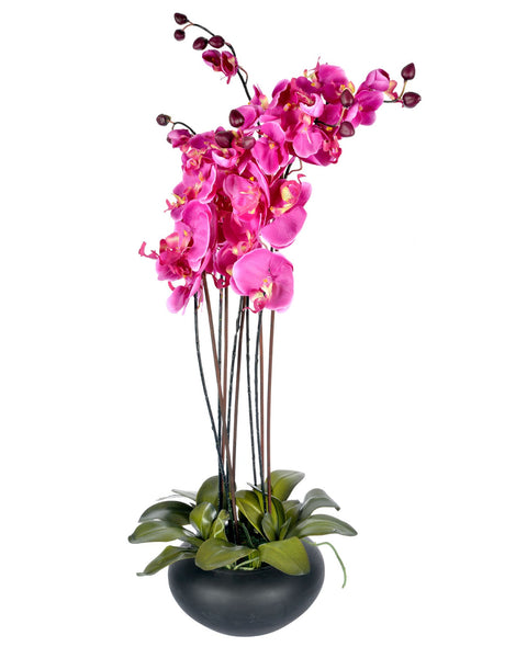 Cerise Orchid