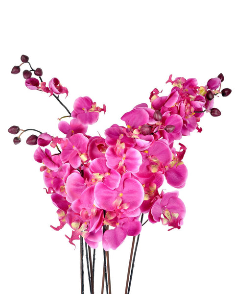 Cerise Orchid