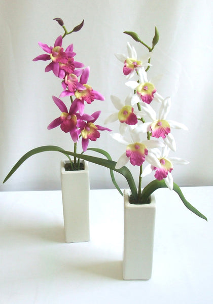 Dendrobium Orchid