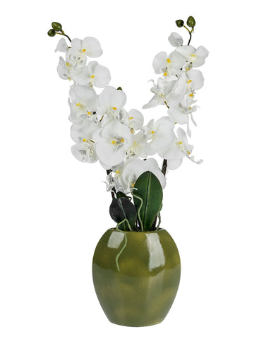 Cream Orchid with green vase