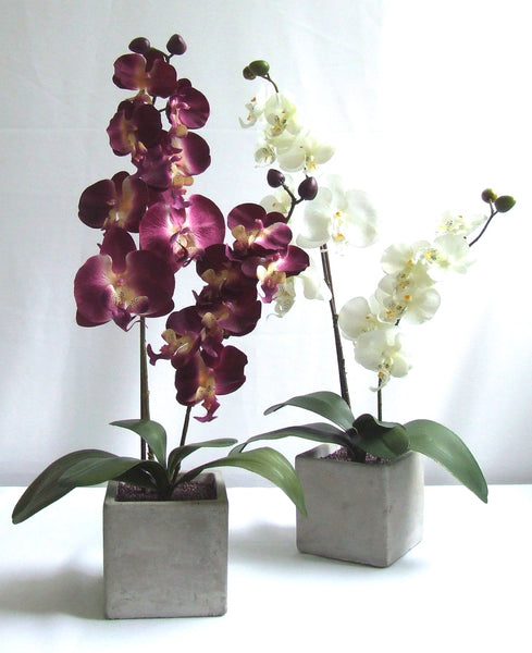 Orchid with stone pot