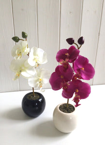 Mini orchid in sphere vase