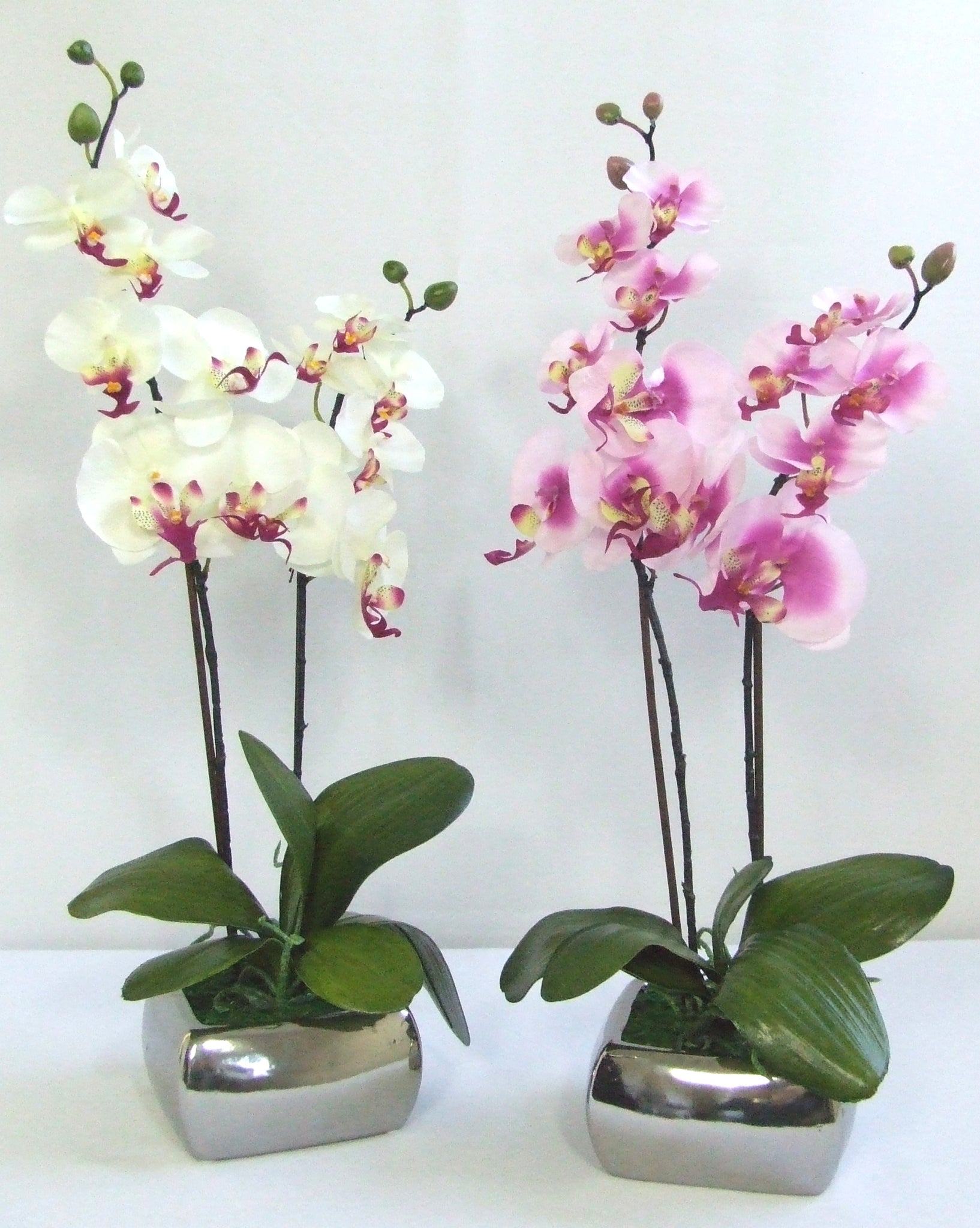 Orchid with silver pot