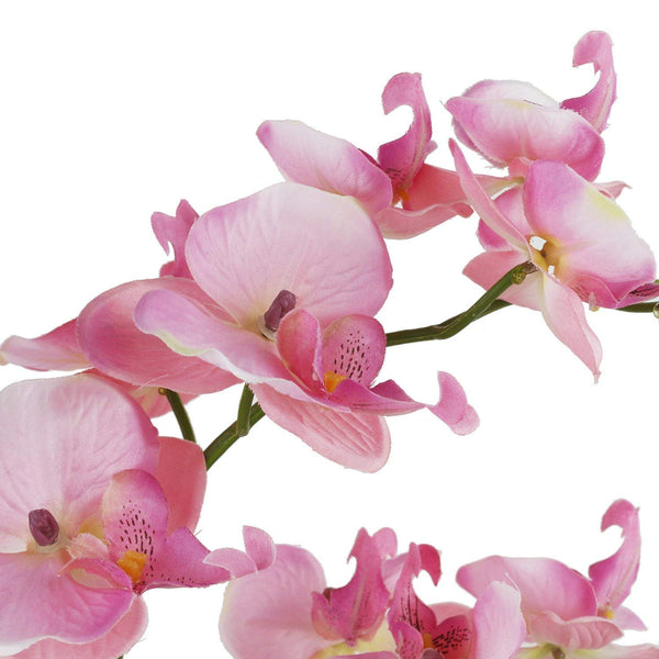 Pink Orchid with white porcelain vase