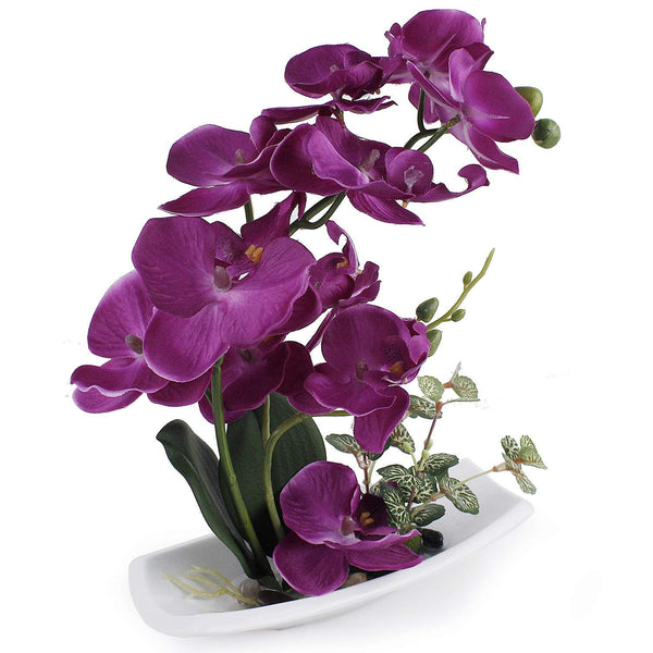 Purple Orchid with porcelain vase