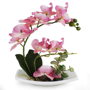 Pink Orchid with white porcelain vase