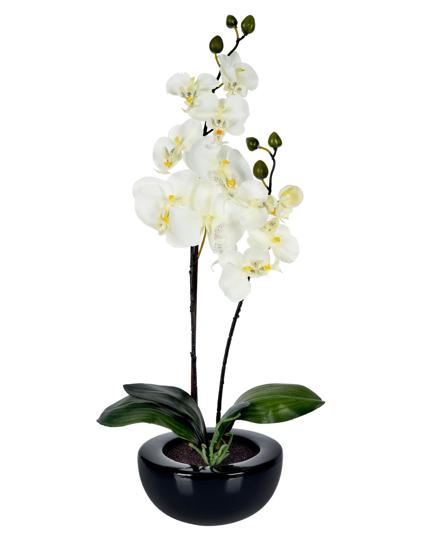 Cream Orchid with pot