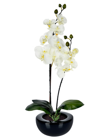 Cream Orchid with pot