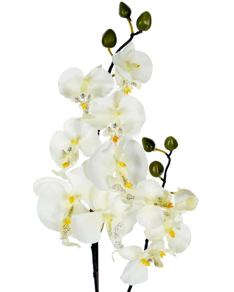 Cream Orchid with pot