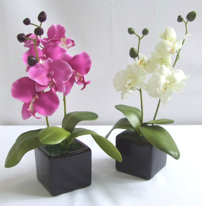 Orchid in square black pot