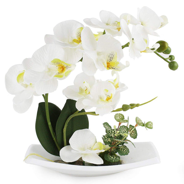 Cream Orchid with white porcelain vase