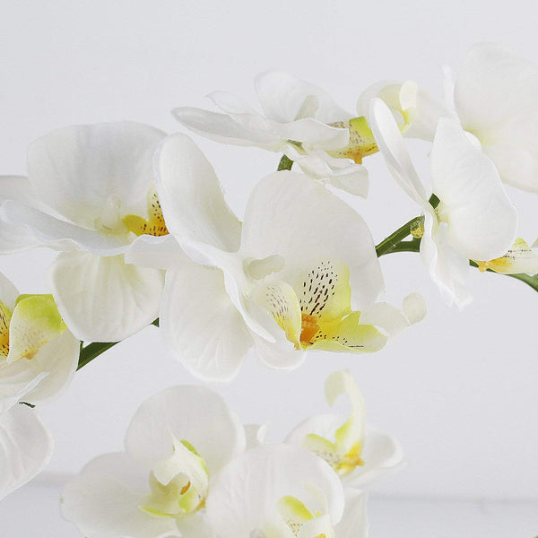 Cream Orchid with white porcelain vase