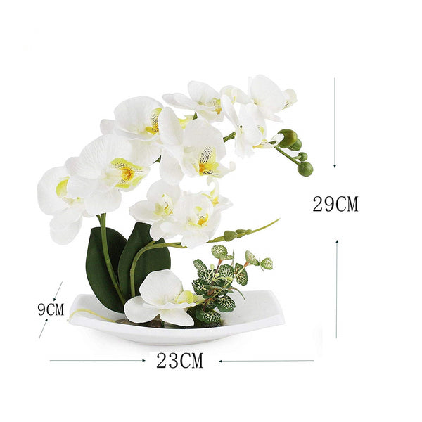 Cream Orchid with white porcelain vase