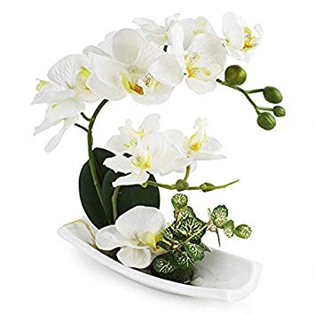 Cream Orchid with white porcelain vase