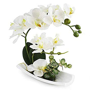 Cream Orchid with white porcelain vase