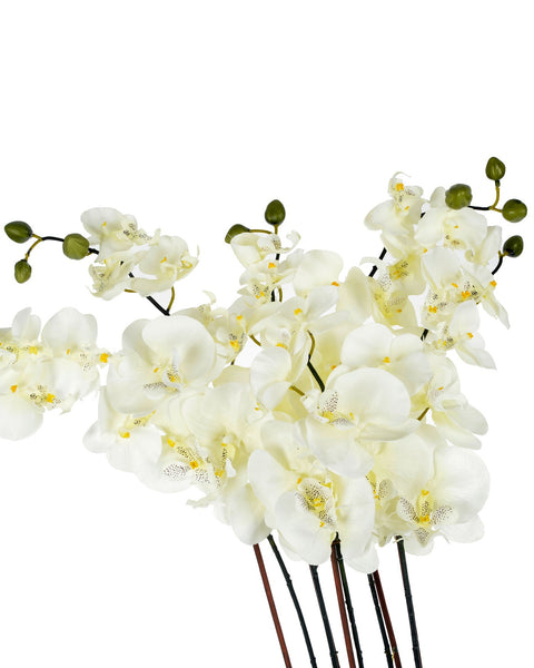 Cream Orchid