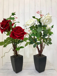 Velvet Roses