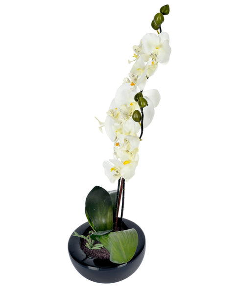 Cream Orchid with pot