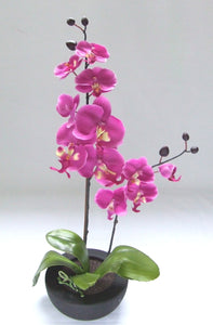 Pink Orchid with pot