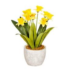 Daffodil in pot